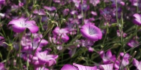 20190528麦なでしこ